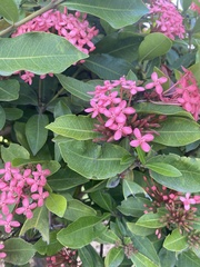 Ixora
