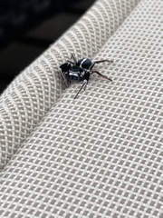 Stegodyphus mimosarum