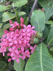 Ixora