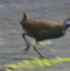 Gallirallus torquatus