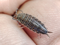 Porcellionides sexfasciatus