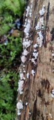 Antrodiella