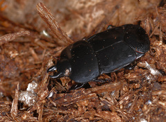 Hololepta plana