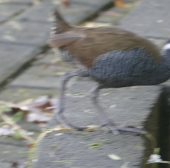 Gallirallus torquatus