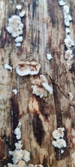 Antrodiella
