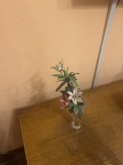 Sapindaceae
