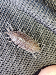 Porcellionides sexfasciatus