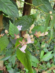 Strobilanthes pentastemonoides