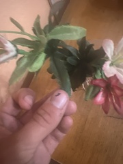 Sapindaceae