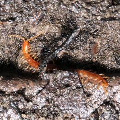 Geophilidae