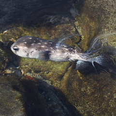 Chilomycterus reticulatus