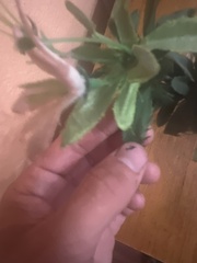 Sapindaceae