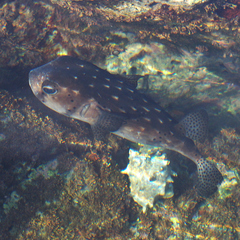 Chilomycterus reticulatus