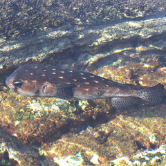 Chilomycterus reticulatus