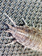Porcellionides sexfasciatus
