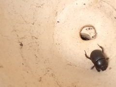 Geotrupidae