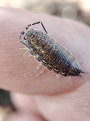 Porcellionides sexfasciatus