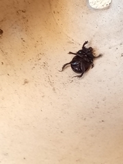 Geotrupidae