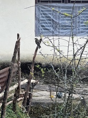 Pterorhinus albogularis