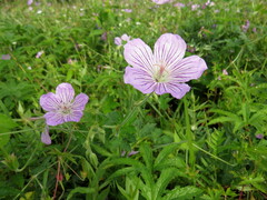 Geranium dahuricum
