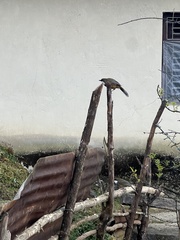 Pterorhinus albogularis