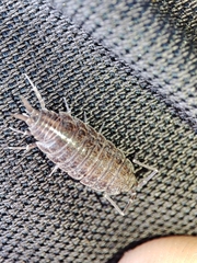 Porcellionides sexfasciatus