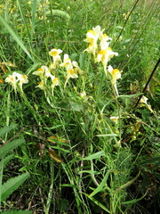 Linaria melampyroides