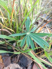 Lupinus polyphyllus