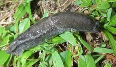 Urocyclus kirkii