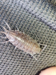 Porcellionides sexfasciatus