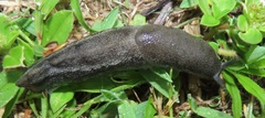 Urocyclus kirkii