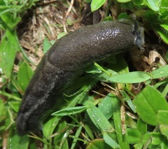 Urocyclus kirkii