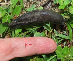 Urocyclus kirkii