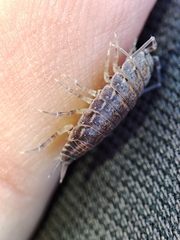 Porcellionides sexfasciatus