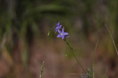 Wahlenbergia stricta