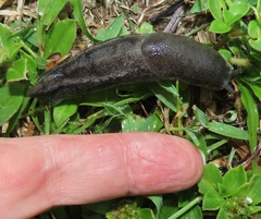 Urocyclus kirkii