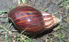 Lissachatina immaculata