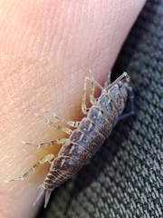 Porcellionides sexfasciatus
