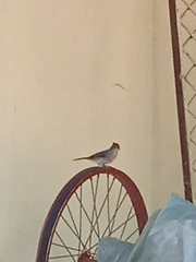 Coryphospingus pileatus