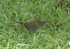 Gallirallus philippensis