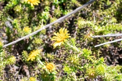 Cullumia setosa setosa