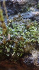 Utricularia minutissima