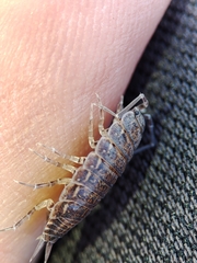 Porcellionides sexfasciatus