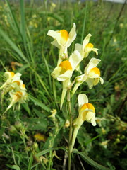 Linaria melampyroides
