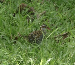 Gallirallus philippensis