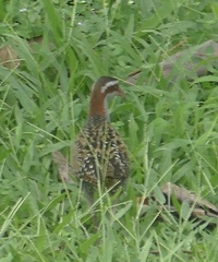 Gallirallus philippensis