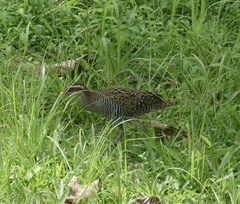 Gallirallus philippensis