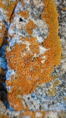 Xanthoria aureola