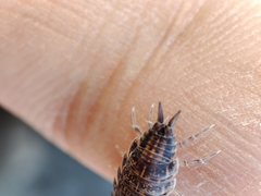 Porcellionides sexfasciatus