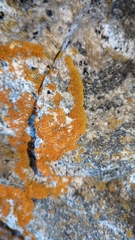 Xanthoria aureola